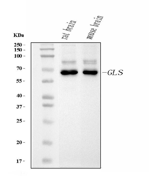 Glutaminase Antibody in Western Blot (WB)