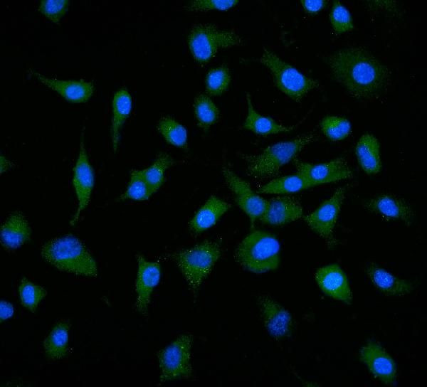 Neuropilin 1 Antibody in Immunocytochemistry (ICC/IF)