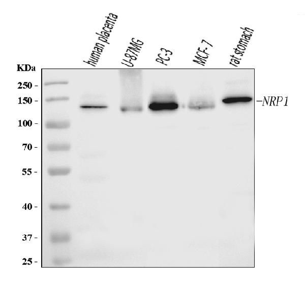 Neuropilin 1 Antibody in Western Blot (WB)