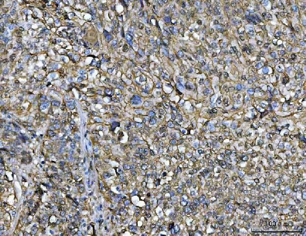 Annexin A1 Antibody in Immunohistochemistry (Paraffin) (IHC (P))