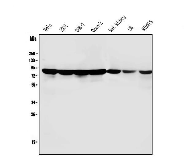 PARN Antibody in Western Blot (WB)