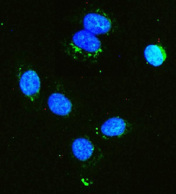 HK1 Antibody in Immunocytochemistry (ICC/IF)