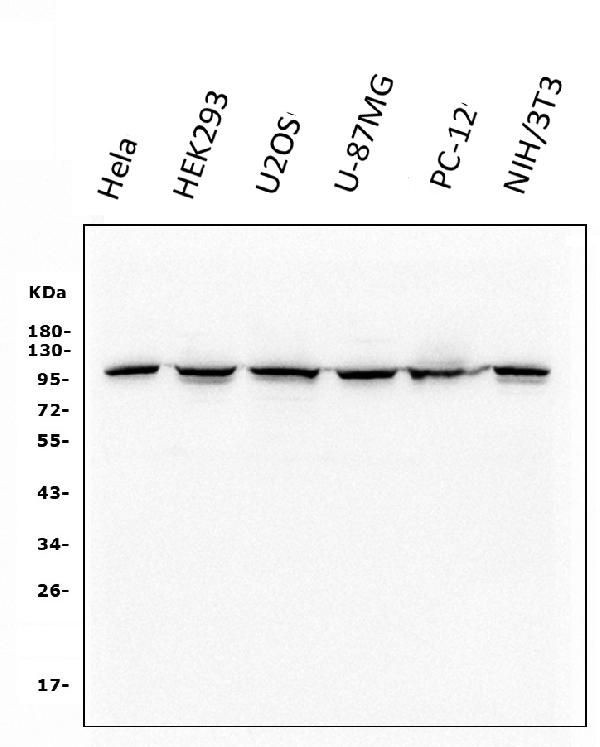 Catenin alpha-1 Antibody in Western Blot (WB)