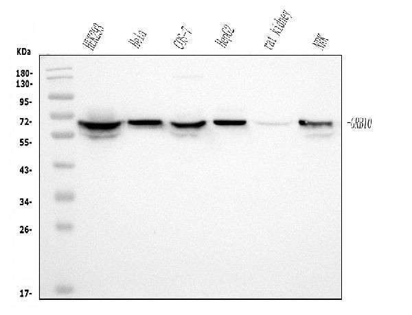 GRB10 Antibody in Western Blot (WB)