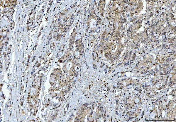 14-3-3 epsilon Antibody in Immunohistochemistry (Paraffin) (IHC (P))