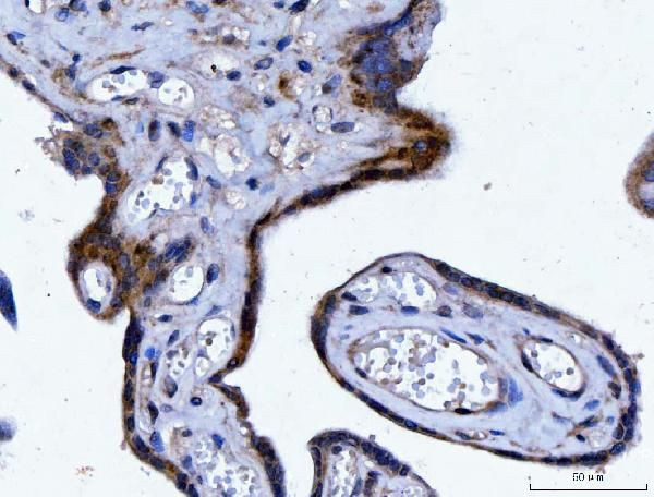 14-3-3 epsilon Antibody in Immunohistochemistry (Paraffin) (IHC (P))