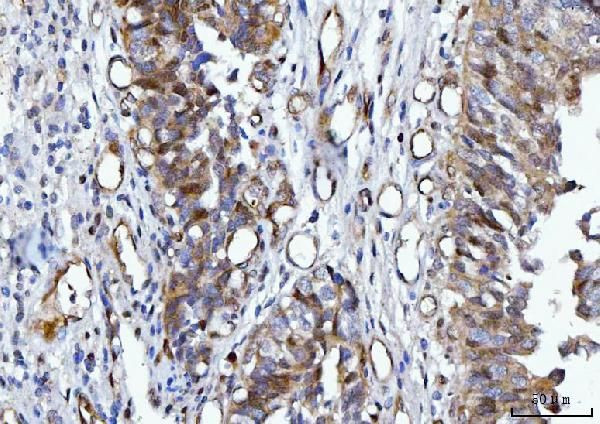 14-3-3 epsilon Antibody in Immunohistochemistry (Paraffin) (IHC (P))