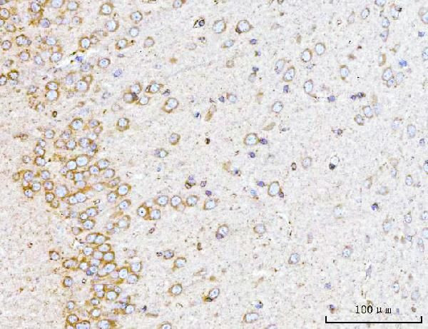 14-3-3 epsilon Antibody in Immunohistochemistry (Paraffin) (IHC (P))