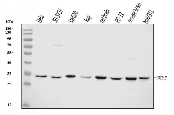 14-3-3 epsilon Antibody in Western Blot (WB)