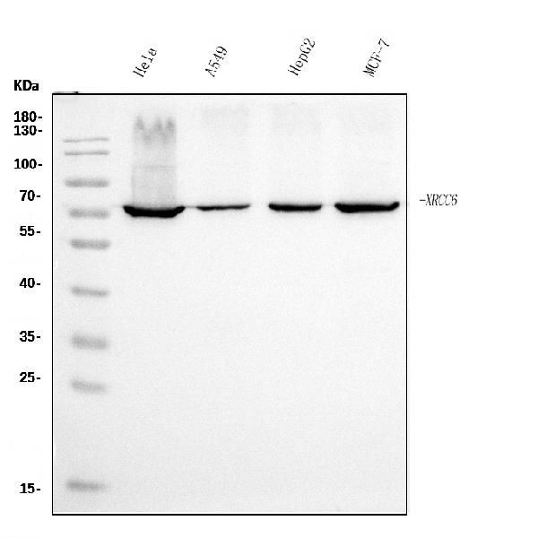 Ku70 Antibody in Western Blot (WB)