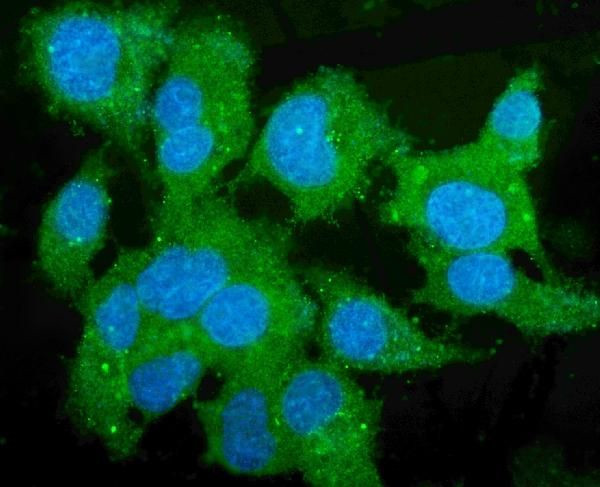 CES1 Antibody in Immunocytochemistry (ICC/IF)