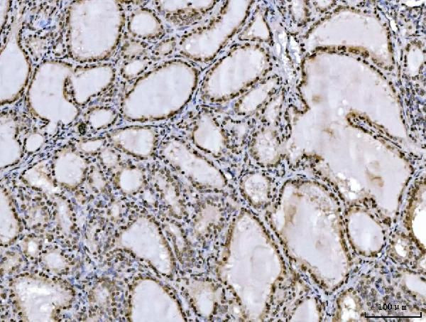 Ataxin 1 Antibody in Immunohistochemistry (Paraffin) (IHC (P))