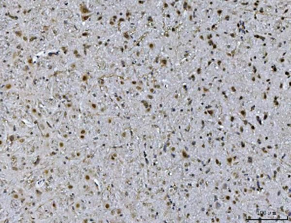 Ataxin 1 Antibody in Immunohistochemistry (Paraffin) (IHC (P))