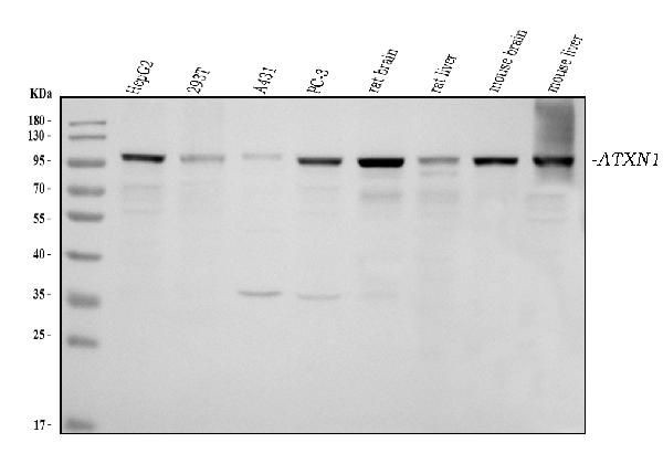 Ataxin 1 Antibody in Western Blot (WB)