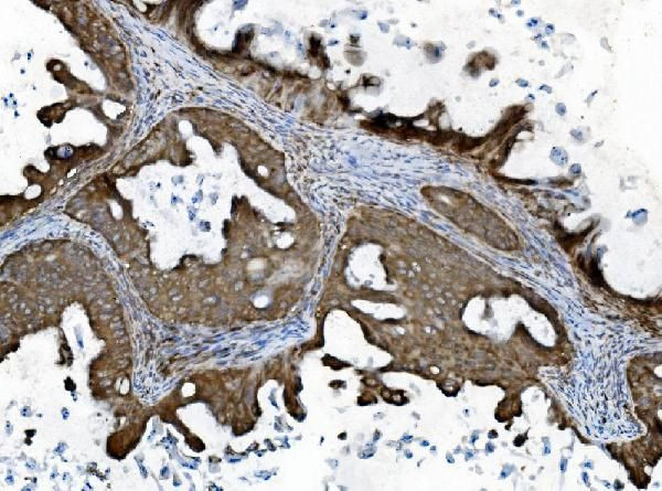 SHIP2 Antibody in Immunohistochemistry (Paraffin) (IHC (P))