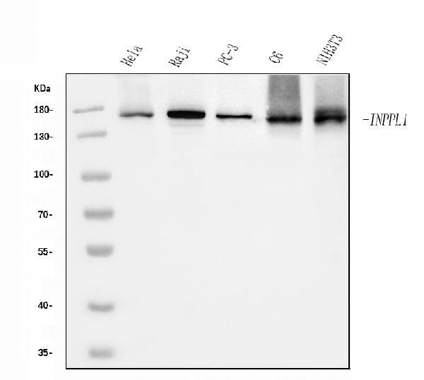 SHIP2 Antibody in Western Blot (WB)