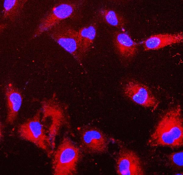 PRDX6 Antibody in Immunocytochemistry (ICC/IF)