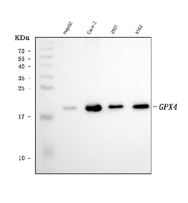 GPX4 Antibody in Western Blot (WB)