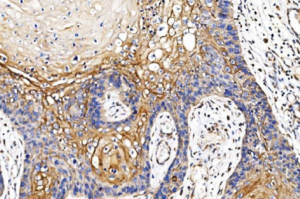 Cytochrome P450 Reductase Antibody in Immunohistochemistry (Paraffin) (IHC (P))