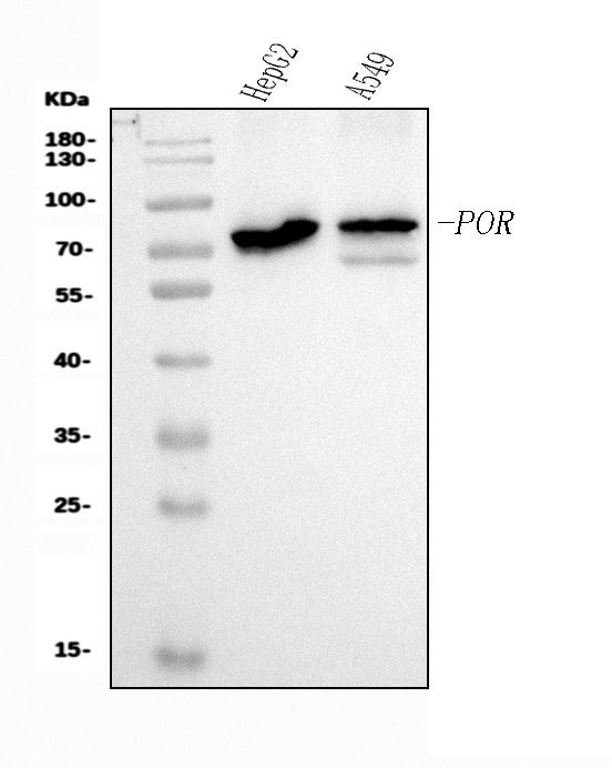 Cytochrome P450 Reductase Antibody in Western Blot (WB)