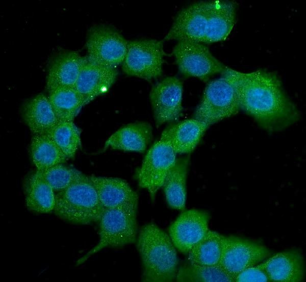 Cyclophilin 40 Antibody in Immunocytochemistry (ICC/IF)