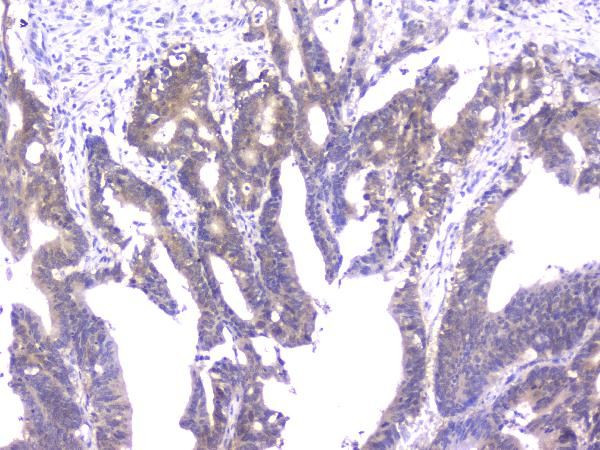 Cyclophilin 40 Antibody in Immunohistochemistry (Paraffin) (IHC (P))