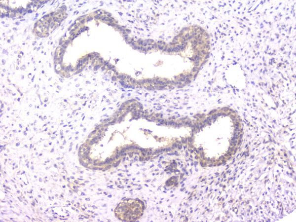 Cyclophilin 40 Antibody in Immunohistochemistry (Paraffin) (IHC (P))