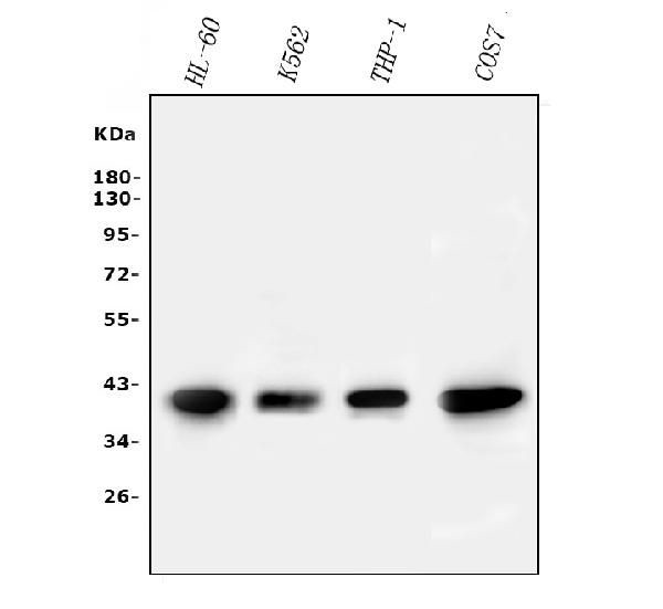 Cyclophilin 40 Antibody in Western Blot (WB)