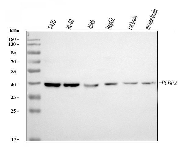 PCBP2 Antibody in Western Blot (WB)