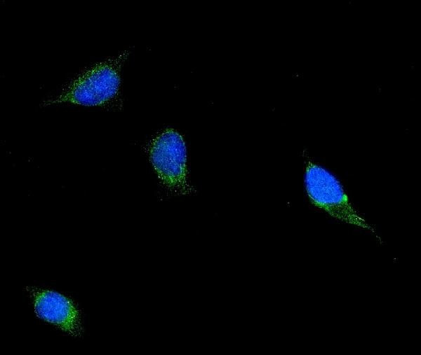 Filamin B Antibody in Immunocytochemistry (ICC/IF)