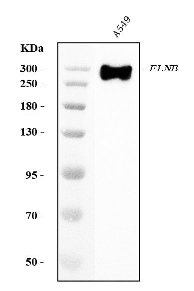 Filamin B Antibody in Western Blot (WB)