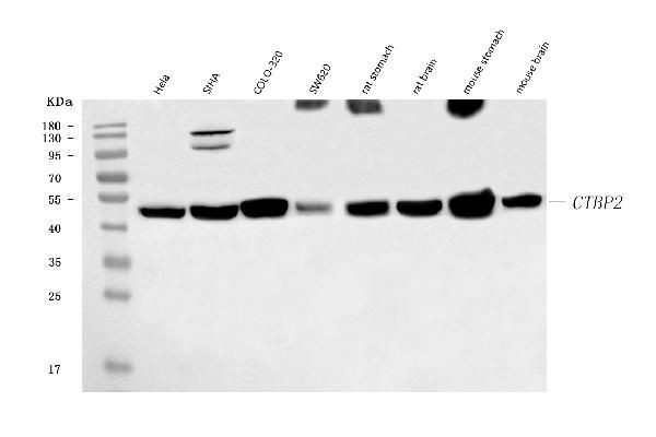 CtBP2 Antibody in Western Blot (WB)