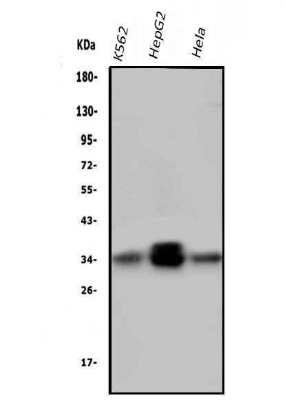 PPT1 Antibody in Western Blot (WB)