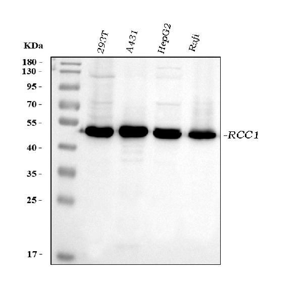 RCC1 Antibody in Western Blot (WB)