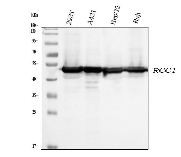 RCC1 Antibody in Western Blot (WB)