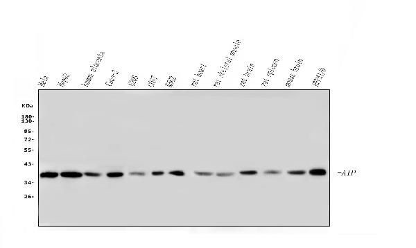 AIP Antibody in Western Blot (WB)