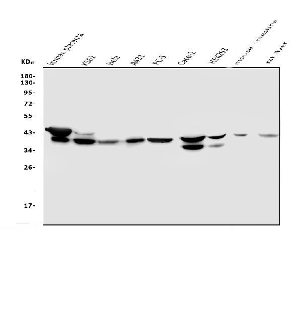 NMI Antibody in Western Blot (WB)