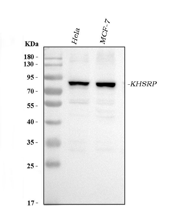 KHSRP Antibody in Western Blot (WB)