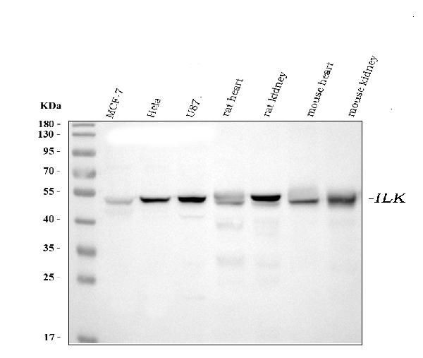 ILK Antibody in Western Blot (WB)