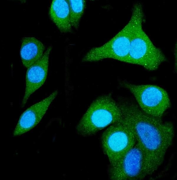 SHMT1 Antibody in Immunocytochemistry (ICC/IF)