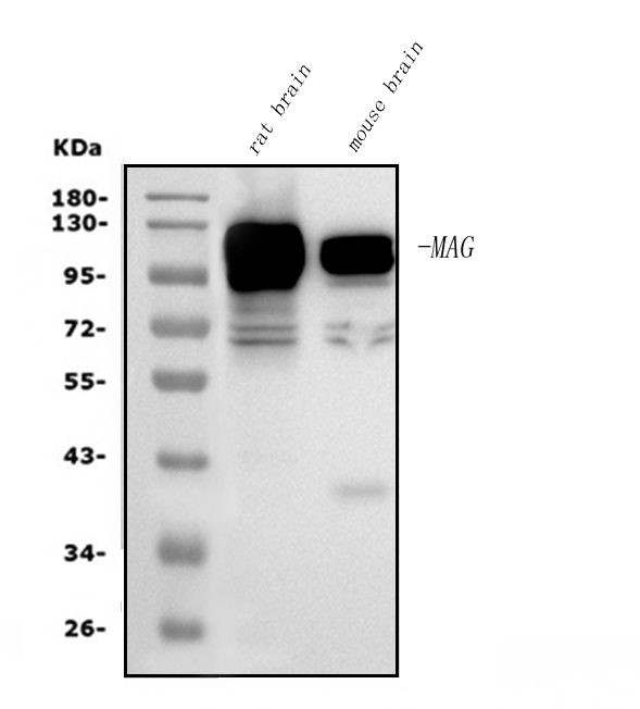 MAG Antibody in Western Blot (WB)