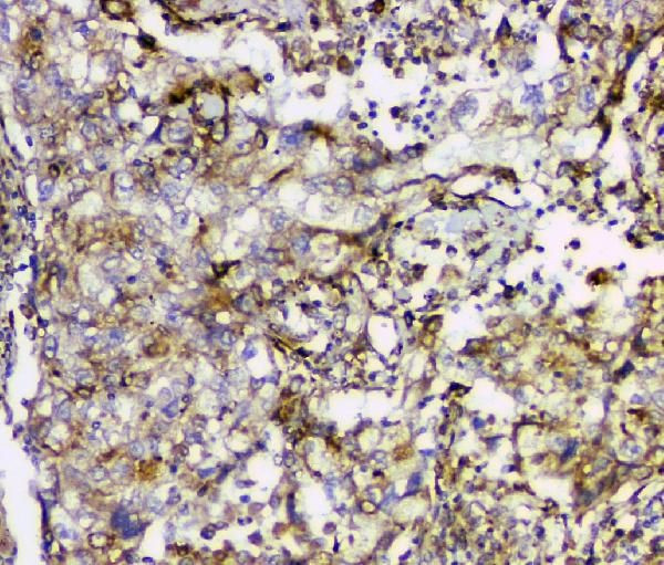 Cyclophilin B Antibody in Immunohistochemistry (Paraffin) (IHC (P))