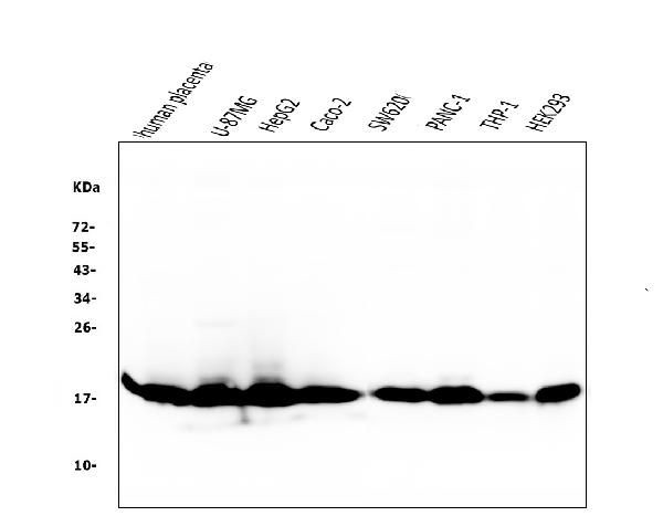 Cyclophilin B Antibody in Western Blot (WB)