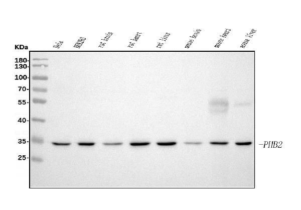 REA Antibody in Western Blot (WB)