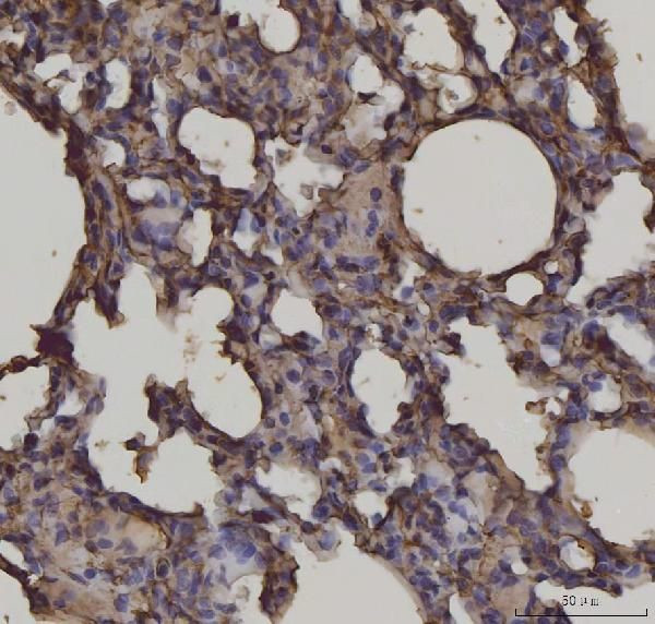 RAGE Antibody in Immunohistochemistry (Paraffin) (IHC (P))