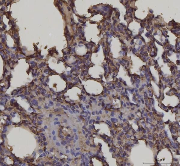 RAGE Antibody in Immunohistochemistry (Paraffin) (IHC (P))