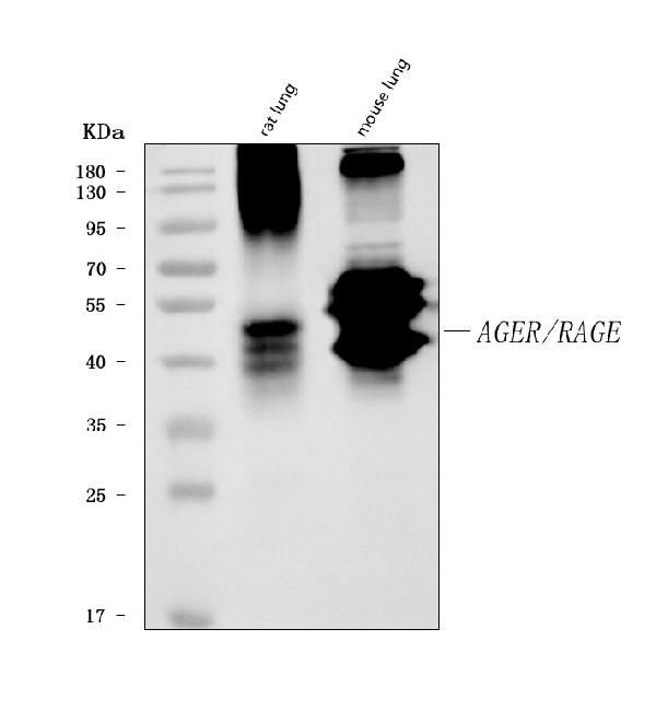 RAGE Antibody in Western Blot (WB)