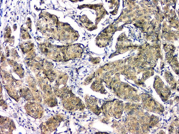 eIF6 Antibody in Immunohistochemistry (Paraffin) (IHC (P))