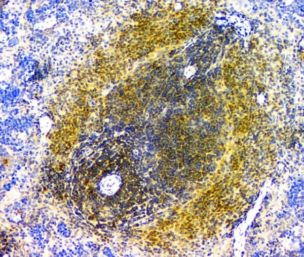 eIF6 Antibody in Immunohistochemistry (Paraffin) (IHC (P))