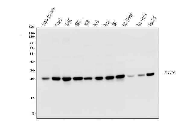 eIF6 Antibody in Western Blot (WB)